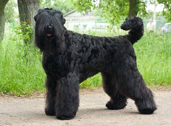 Russian black terrier