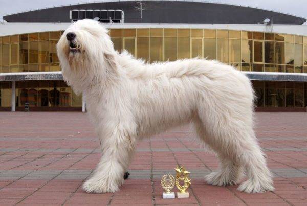 South Russian Shepherd
