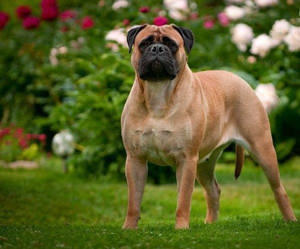Bullmastiff
