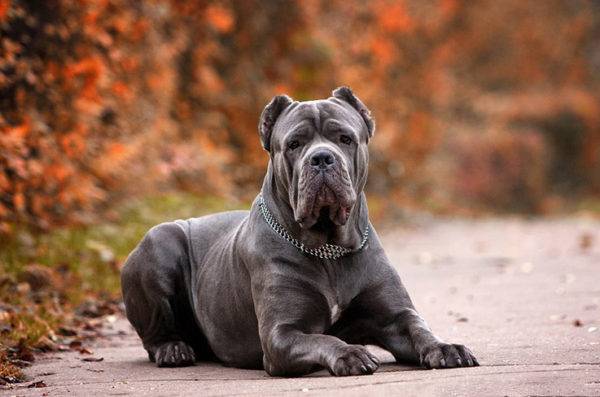 Cane Corso
