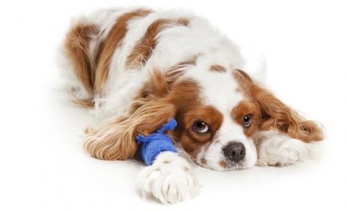 Dog Insurance as Pets
