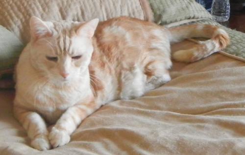 Strange behavior and pain in an old cat