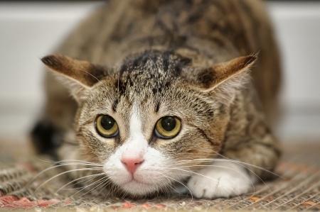 Stress in cats - causes, symptoms and treatment