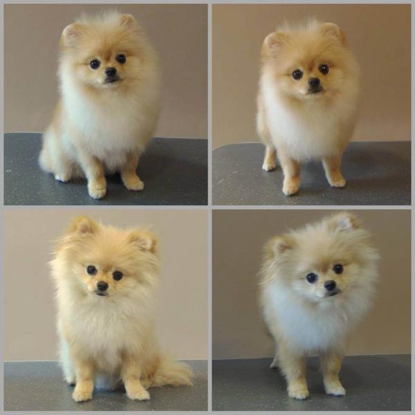 Spitz haircut: photos with descriptions, examples before and after