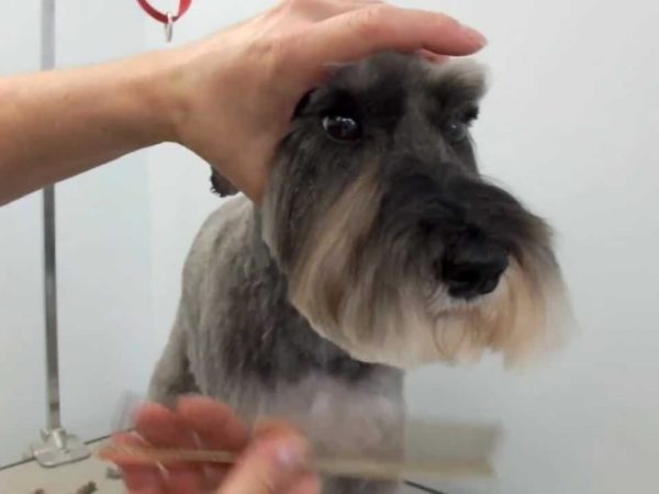 Zwergschnauzer's haircut and trimming read the article