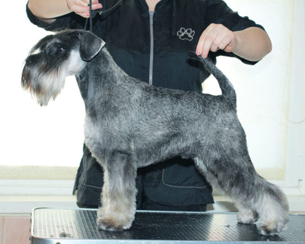 Zwergschnauzer's haircut