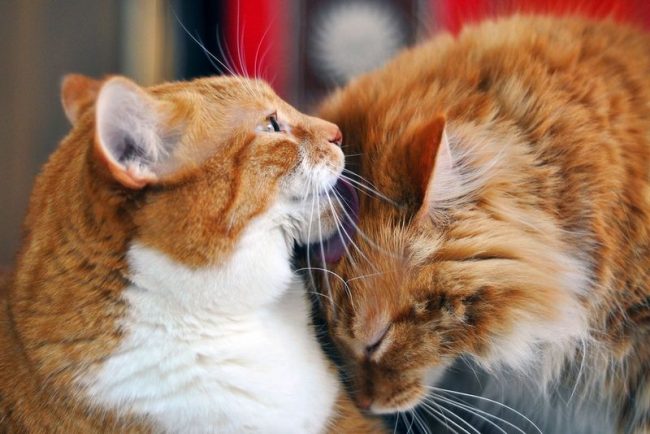 During daily licking, cats eat a lot of their hair, which can damage their digestion. To avoid problems, regular grooming of cats is necessary.