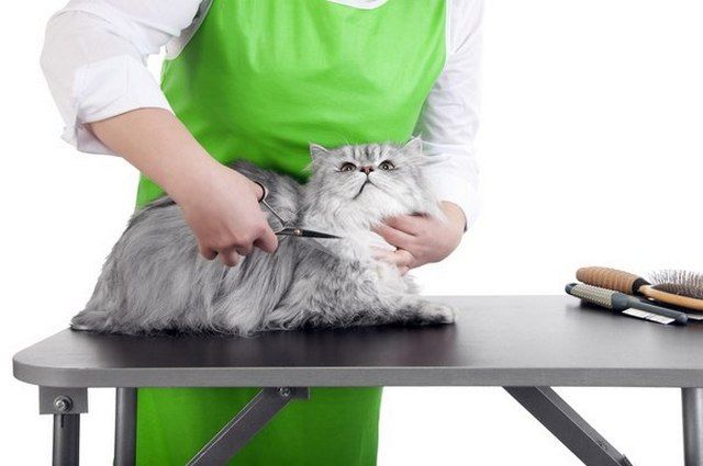 Grooming cats is a complex process that requires the owner not only a solid hand, but patience