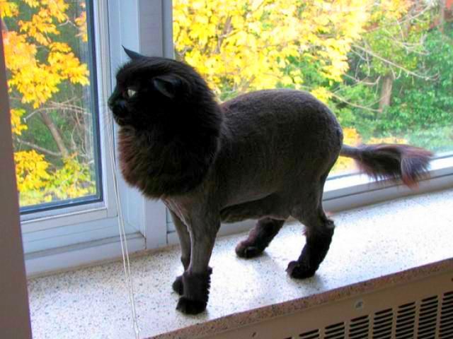 The most common type of cat haircut - under the lion