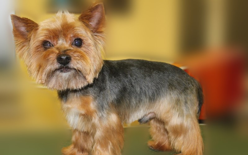 haircut Yorkshire Terrier
