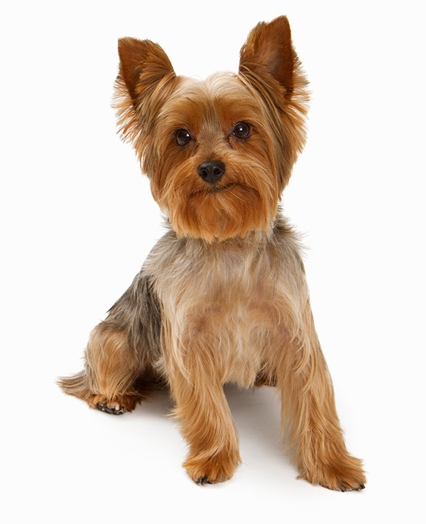 Schnauzer haircut