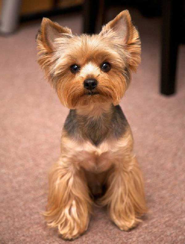 Haircut under the Schnauzer 2