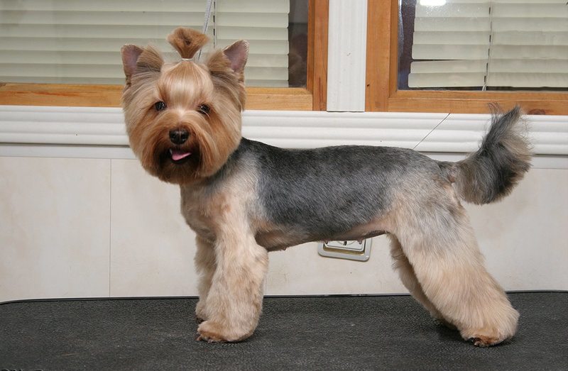 haircut model