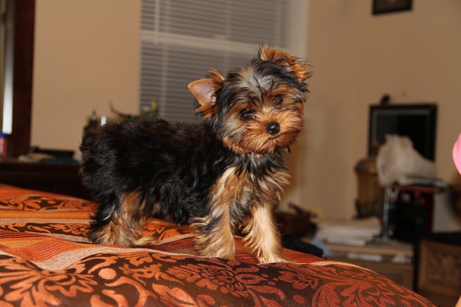 first haircut is a puppy