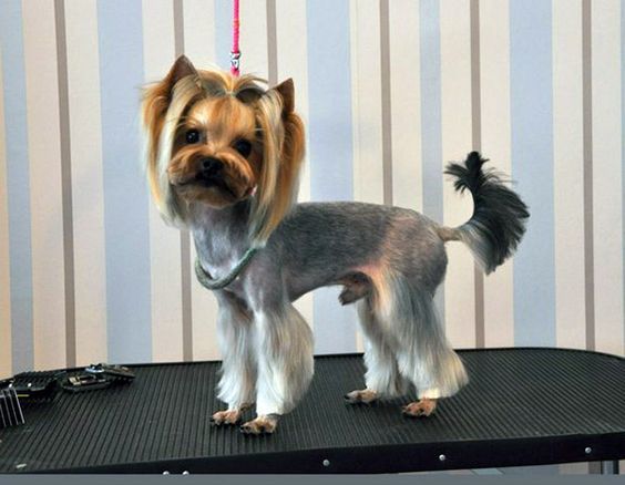 Professional model haircut