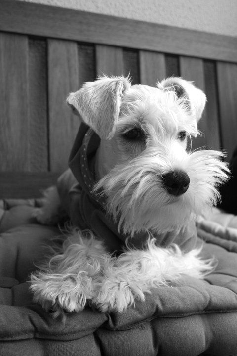 Yorkshire Terrier with a mustache