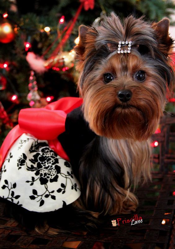 Brightly terrier accessories