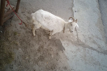 Goat Dasha