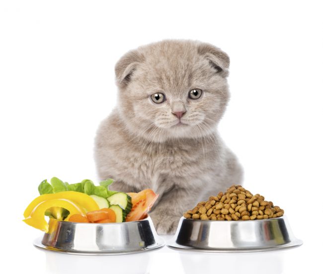 Dry food for neutered cats