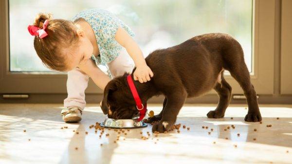 Dry food for small dogs