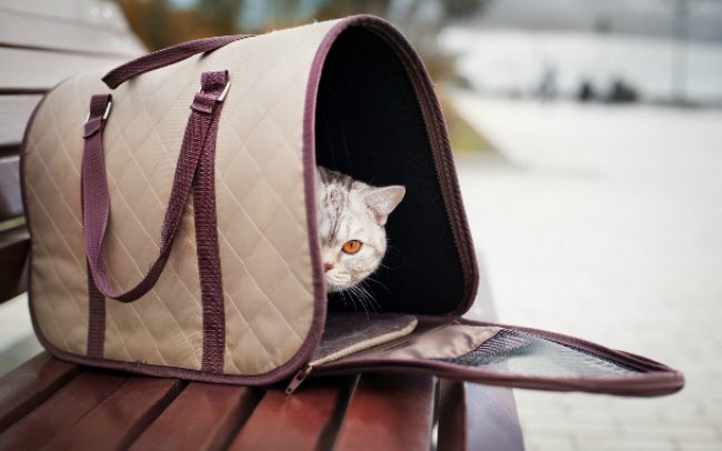 Carrying bag for cats