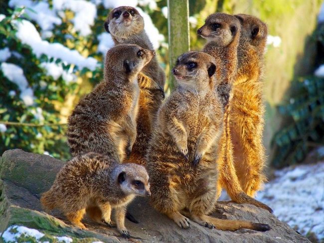 Meerkats. Although meerkats are predators, they are, by and large, omnivorous animals. They feed on fluffies to everything that could not escape from them - any insects and reptiles.