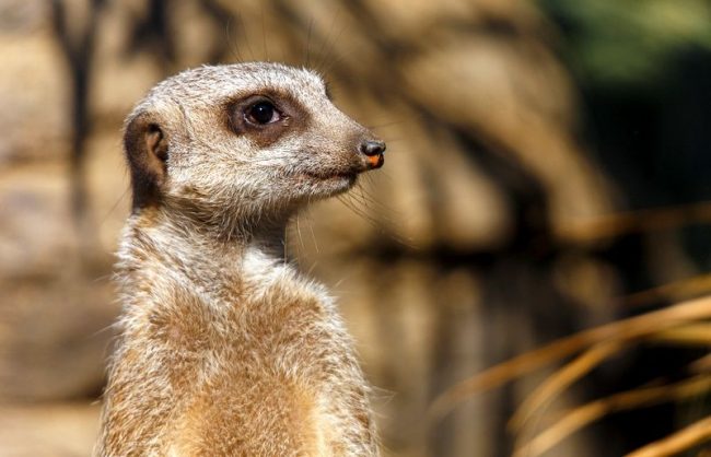 Meerkat can live at home. Worry about his housing and proper nutrition.