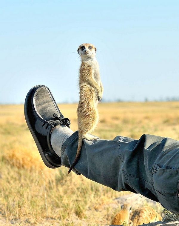 Homemade meerkat loves to climb his master