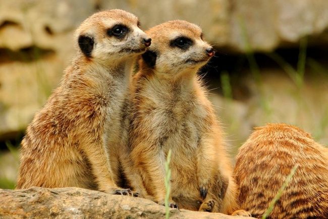Meerkat is a small representative of the mongoose species. Females are usually larger than males, and matriarchy reigns in the family of these animals