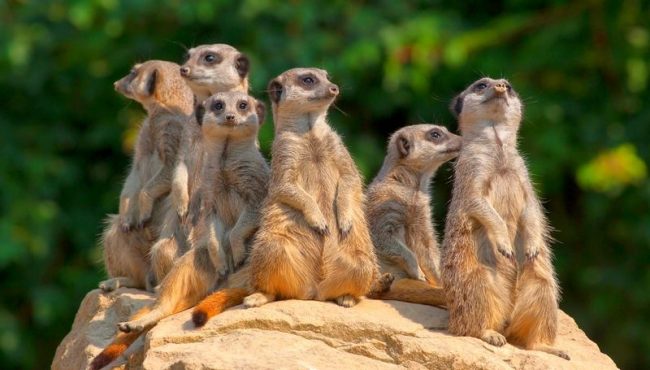Meerkat. The main principle of the flock's existence is collectivism - animals hunt, eat, relax together. By common efforts, meerkats can carry out quite serious military operations