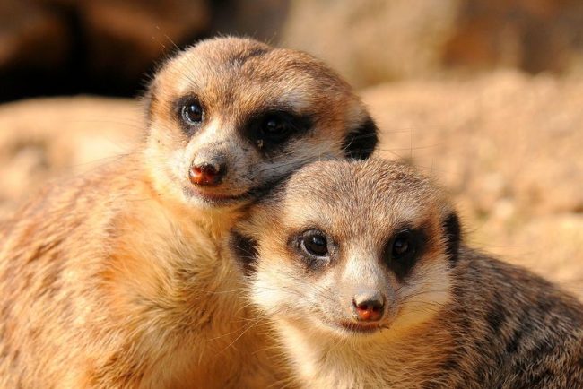 Meerkat is a very tender and loving animal