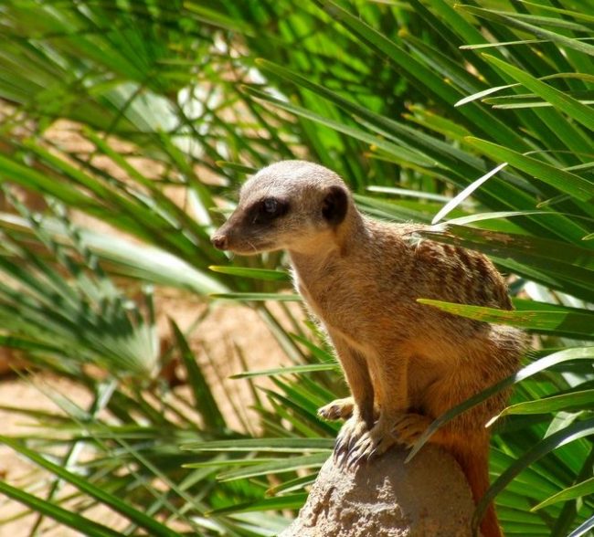 Some meerkats are located on rocky sites where you cannot dig a suitable housing. In this case, they are looking for a suitable cave or gorge where they can feel safe.