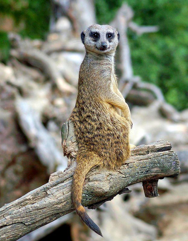 Meerkat. Whatever the flock is doing, it is always on guard 1 - 2 sentries, stretching out the body with an even string and peering intently into the distance