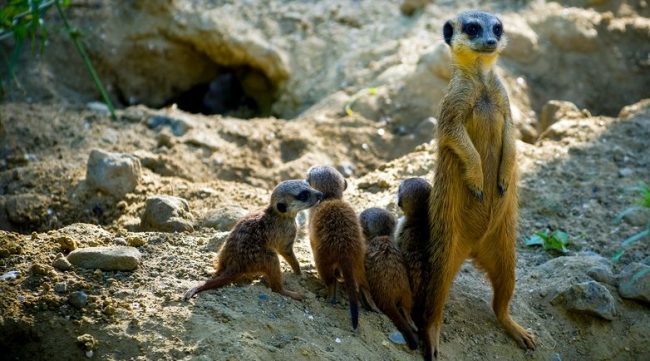 Meerkat stands guard and guards the young