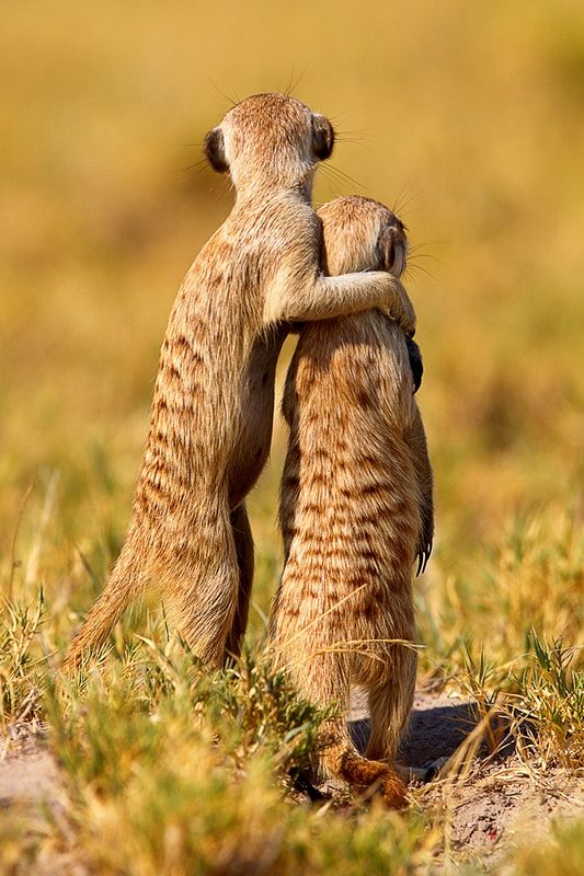 Meerkat. What a love!