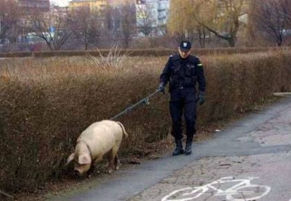 A pig on a leash from a policeman