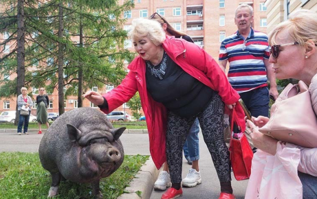 Woman stroking a pig