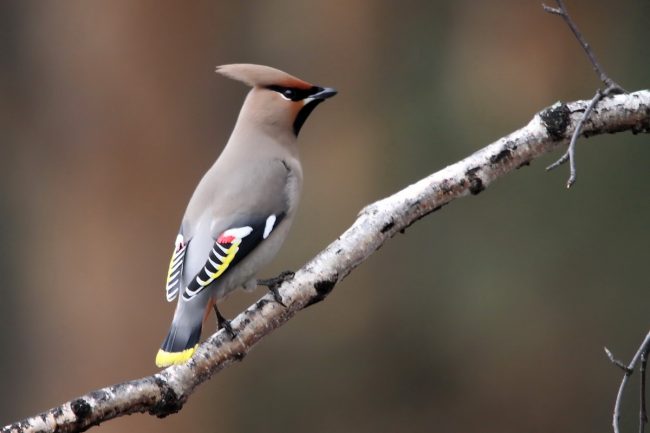 Waxwing