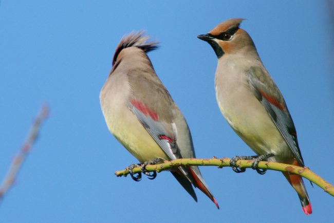 Waxwing