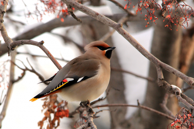 Waxwing