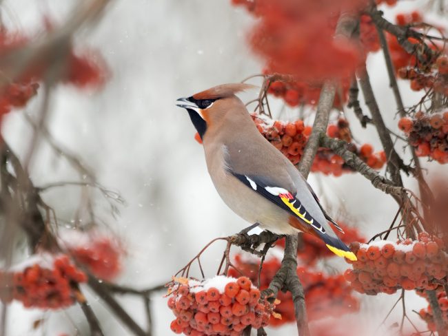 Waxwing