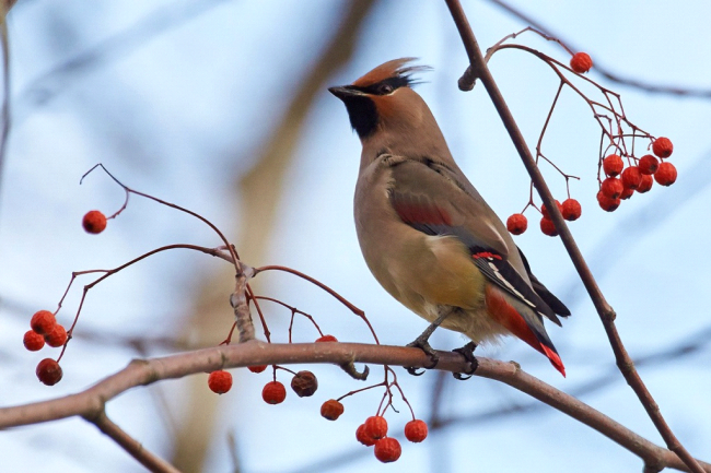 Waxwing