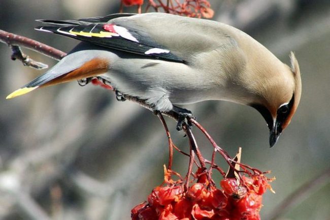 Waxwing