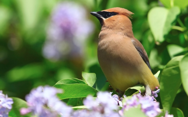 Waxwing