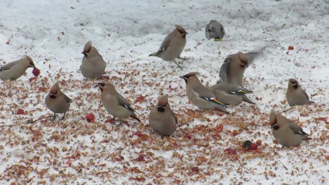 Waxwing