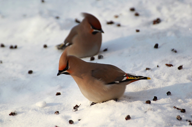 Waxwing
