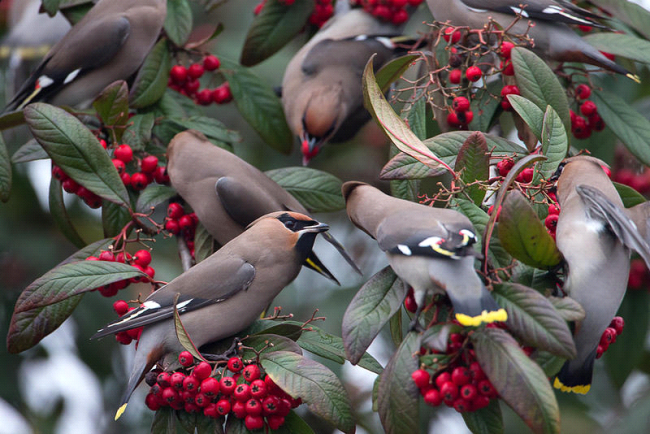 Waxwing