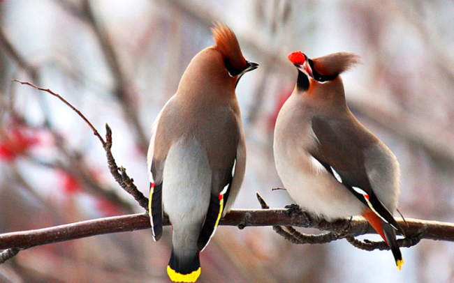 Waxwing