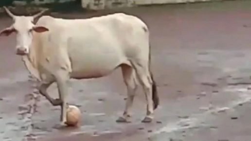 Cow with the ball