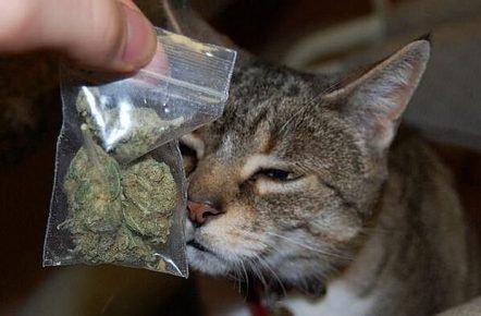 Cat and a bag of marijuana